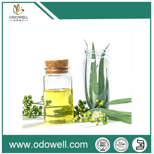 Giới thiệu dầu bạch đàn cao cấp của chúng tôi (Eucalyptus globulus)