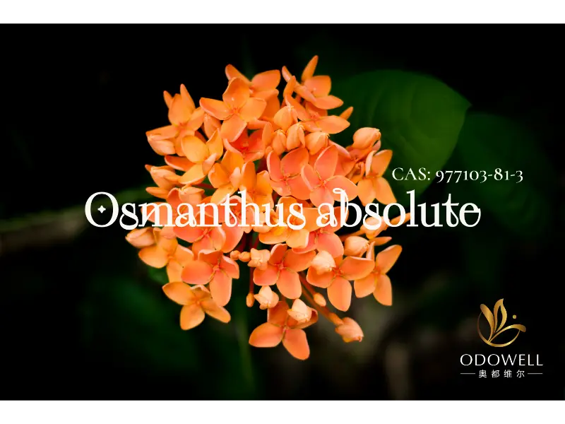 Osmanthus Tuyệt đối – Chữ ký tự nhiên của ODOWELL cho các loài hoa phương Đông thanh lịch